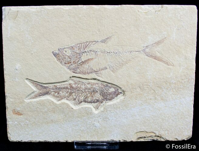 Inch Diplomystus Fossil Fish and Inch Knightia Fossil Fish #2550